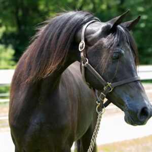 Horse #1